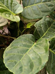 Polyscias scutellaria (Aralia) with pot