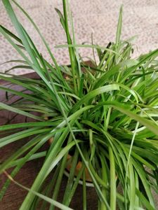 Healthy Pink Rain Lilly Bulbs