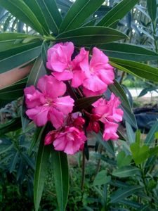 Pink Oleander Plant