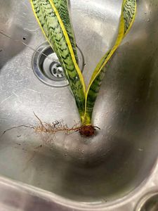 Snake Plant