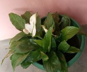 Peace lily