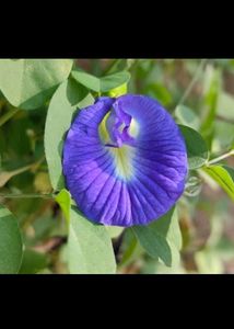 Aprajita Flower Seeds 5pcs.