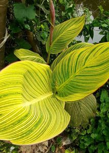 2 Canna Lilly Bulbs (Saffron Bloom)