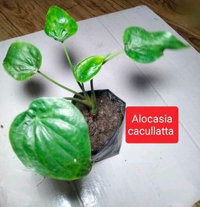 Assorted  Plants