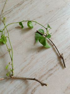 Ayurvedic Healthy Thippatheega Giloy Plant