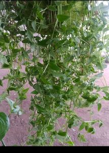 Combo 6 Plant