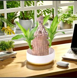 For Home Decorations Live Plant🌱