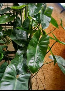 Philodendron Burle-marxii