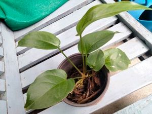 Anthurium Big Leaf Type With Blackish Stem