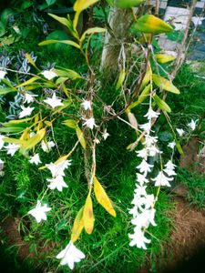 10 Live Root Plants
