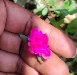 Cinderella Moss Rose Colour