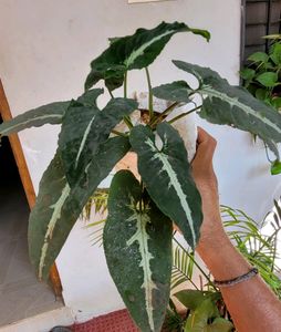 3 Set. Syngonium &amp; Callisia &amp; Zebronics Plants🪴