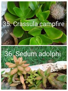 Plants