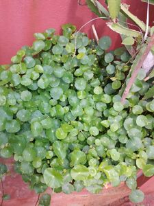 Coins Plant