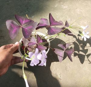 Purple Oxalis Triangularis