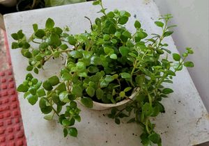 Pack 2 Pilea Depressa &amp; Ee Tradescantia Plants