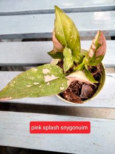 Assorted Plants