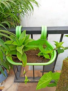 Live Basket Plant (Large, without pot)