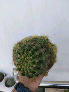 Yellow 💛 Ball Cactus 🌵 Big Plant