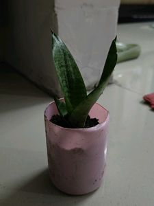 Dwarf Snake Plant | With Surprise Free Gift |