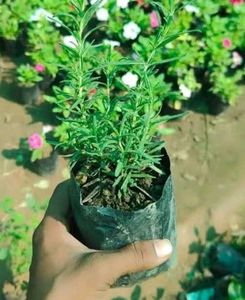 Rosemary Plant 😊💐☘️