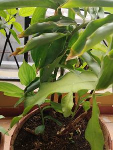 Insulin Plant