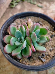 succulent variety