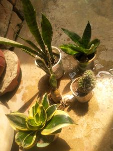 All 5 Variety Permanant Showing Plant