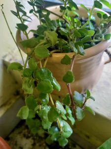 Combo Of Indoor Plants