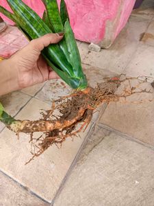 Snake Plant