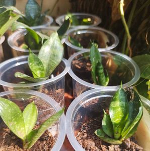 Snake Plant