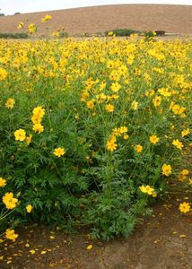 Cosmos Seeds Mix (Yellow + Orange)