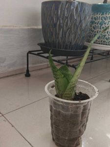 Snake Plant With Surprise Free Gift