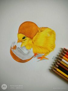 Chick Coloured Pencil Art