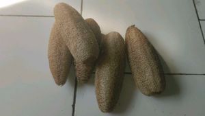 Best Natural Loofah Sponges