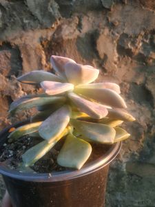 Graptoveria Purple Delight