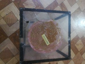 Elegant Fairy Showpiece in a Glass Display Box.