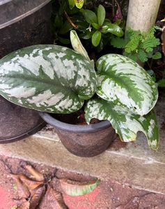 Silver Satin Pothos