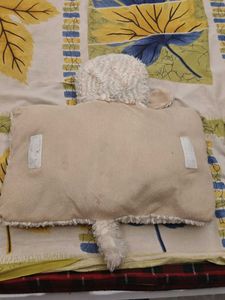 Doll with free pillow