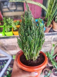Fairy Castle Cactus