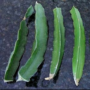 Dragon fruit Cutting