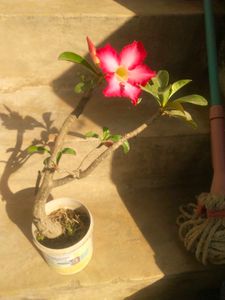 Adenium Desrt Rose Permanent Flowering Plant