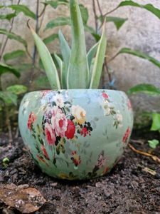 Elegant Floral Succulent in Earthen Pot