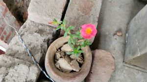 Portulaca Plant Cutting -Dark Peach Colour
