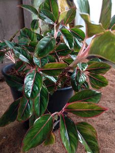 Combo Of 10 Live Root Plants ☘️🌱