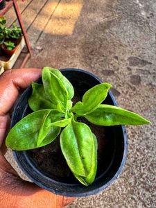 Baby Sunrose Plant