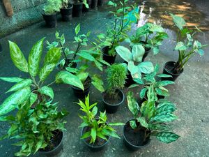 11 Live Root Plants