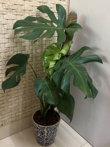 1 Monstera Deliciosa Plant Cuttings