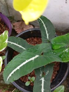 combo of 4+ freebies as Moss Rosa cutting flower