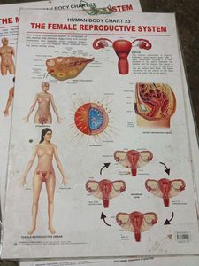 The Child Birth Chart 24